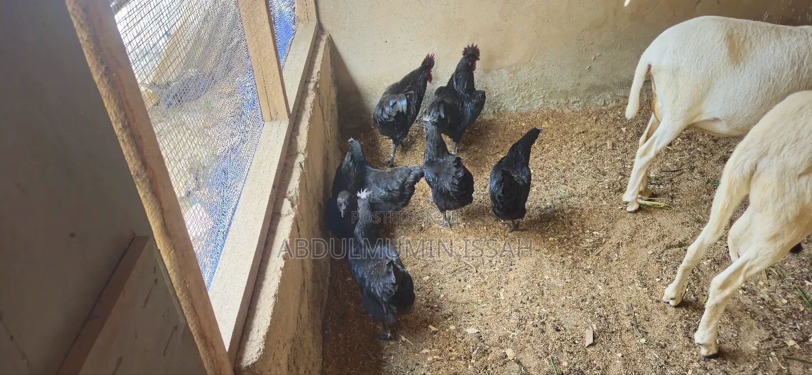 Ayam Cemani Chickens