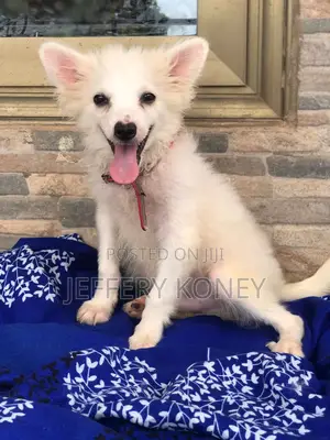 1-3 months Male Purebred American Eskimo