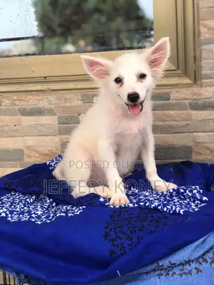 1-3 months Male Purebred American Eskimo