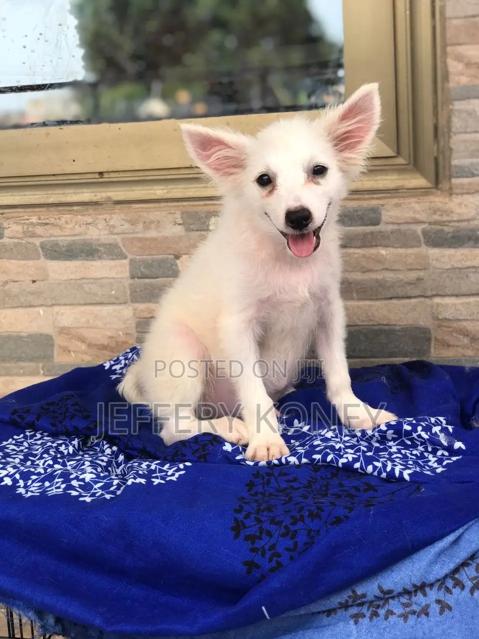 1-3 months Male Purebred American Eskimo