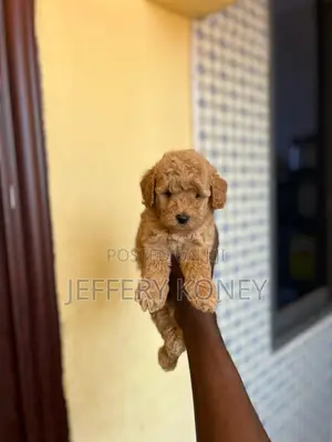 1-3 months Male Purebred Poodle