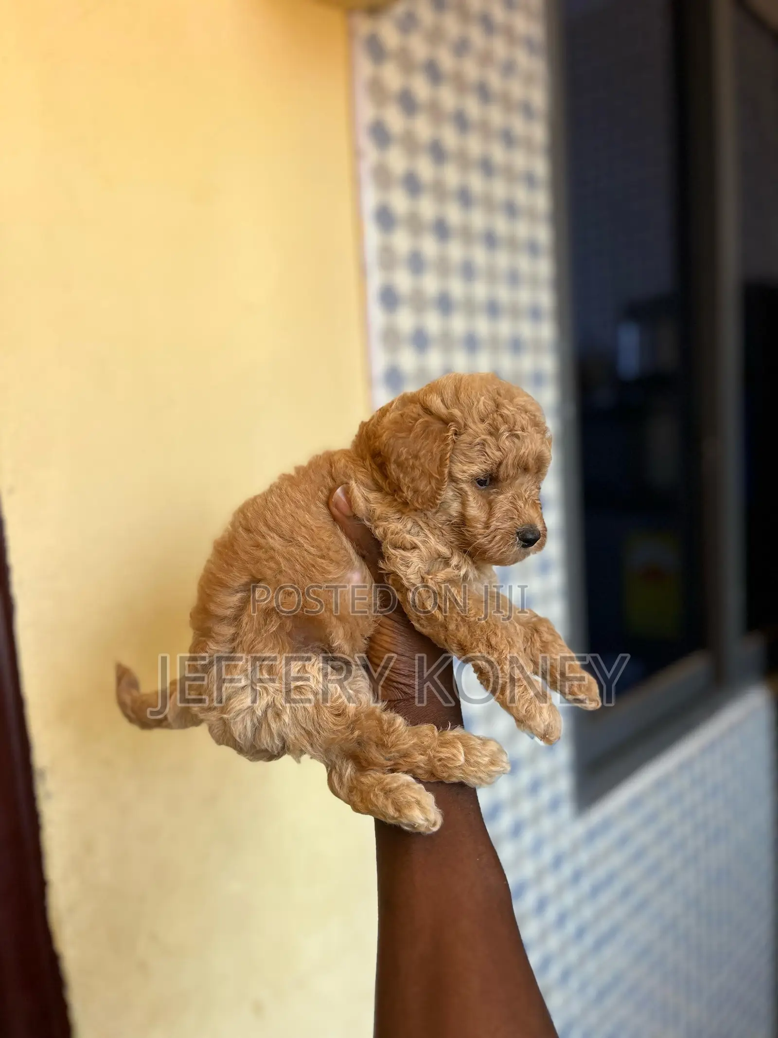 1-3 months Male Purebred Poodle