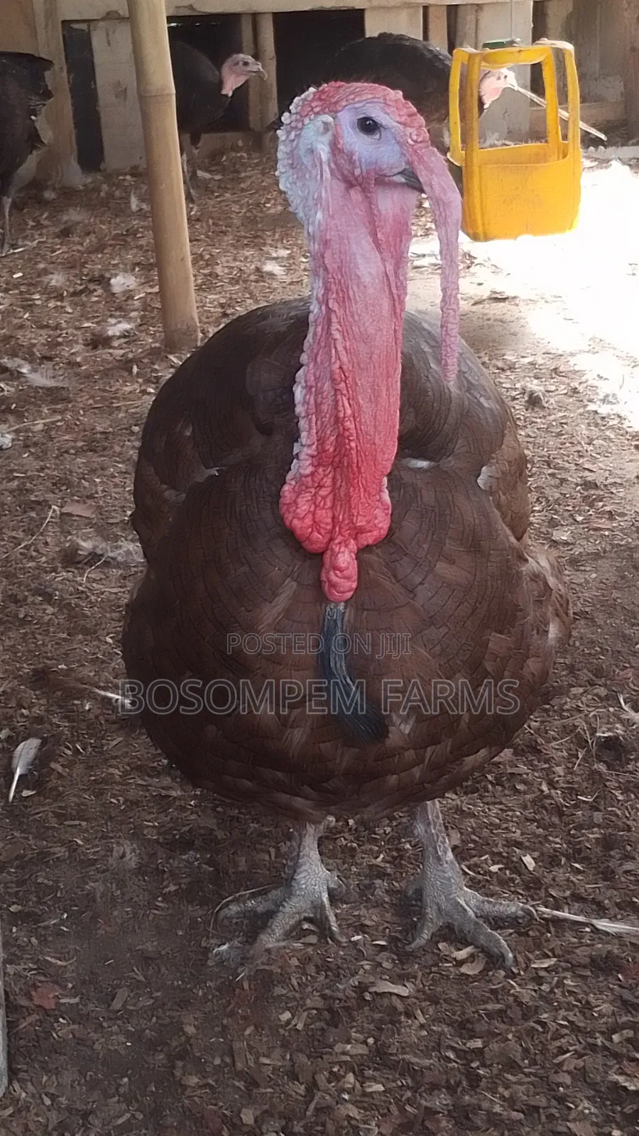 Bourbon Red Turkey (Special Gift to the Special Person)