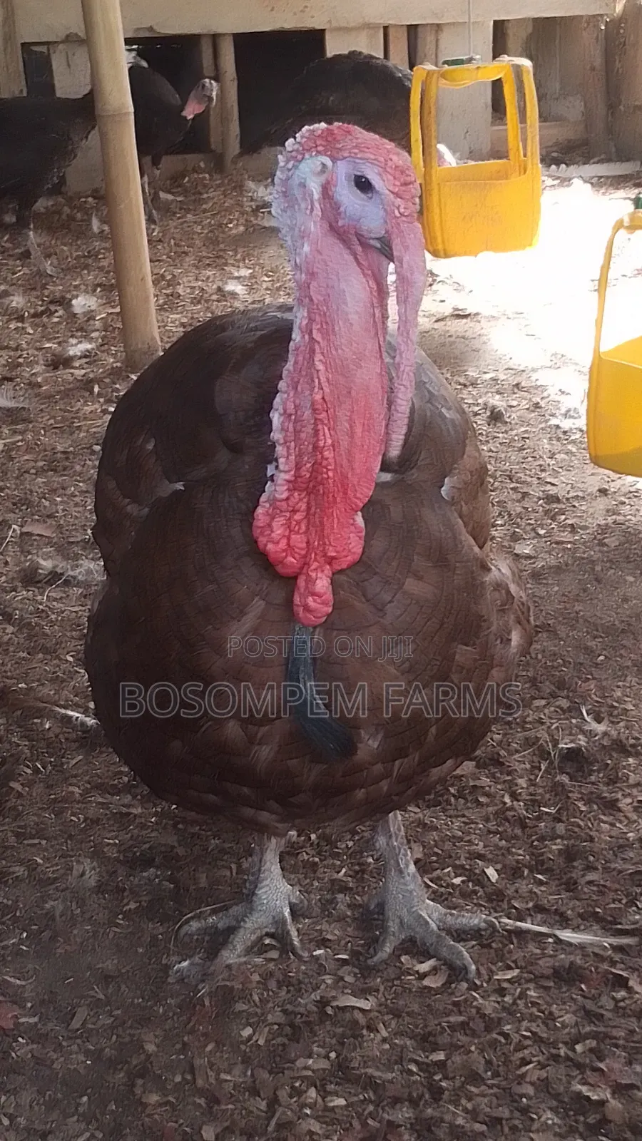 Bourbon Red Turkey (Special Gift to the Special Person)