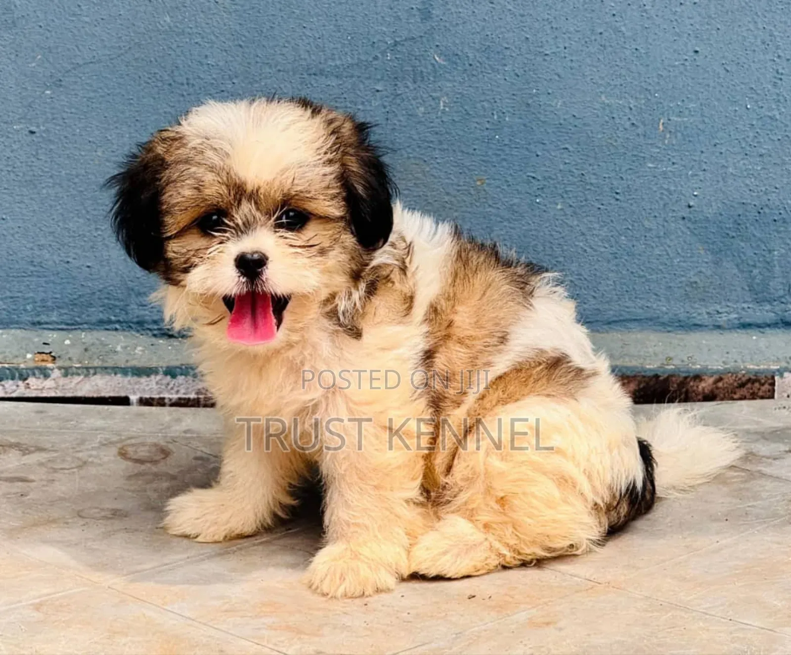 1-3 months Male Purebred Poodle