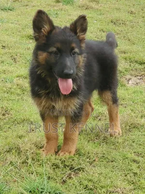 1-3 months Male Purebred German Shepherd