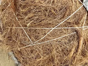 Treated Coconut Fiber For Biodigester