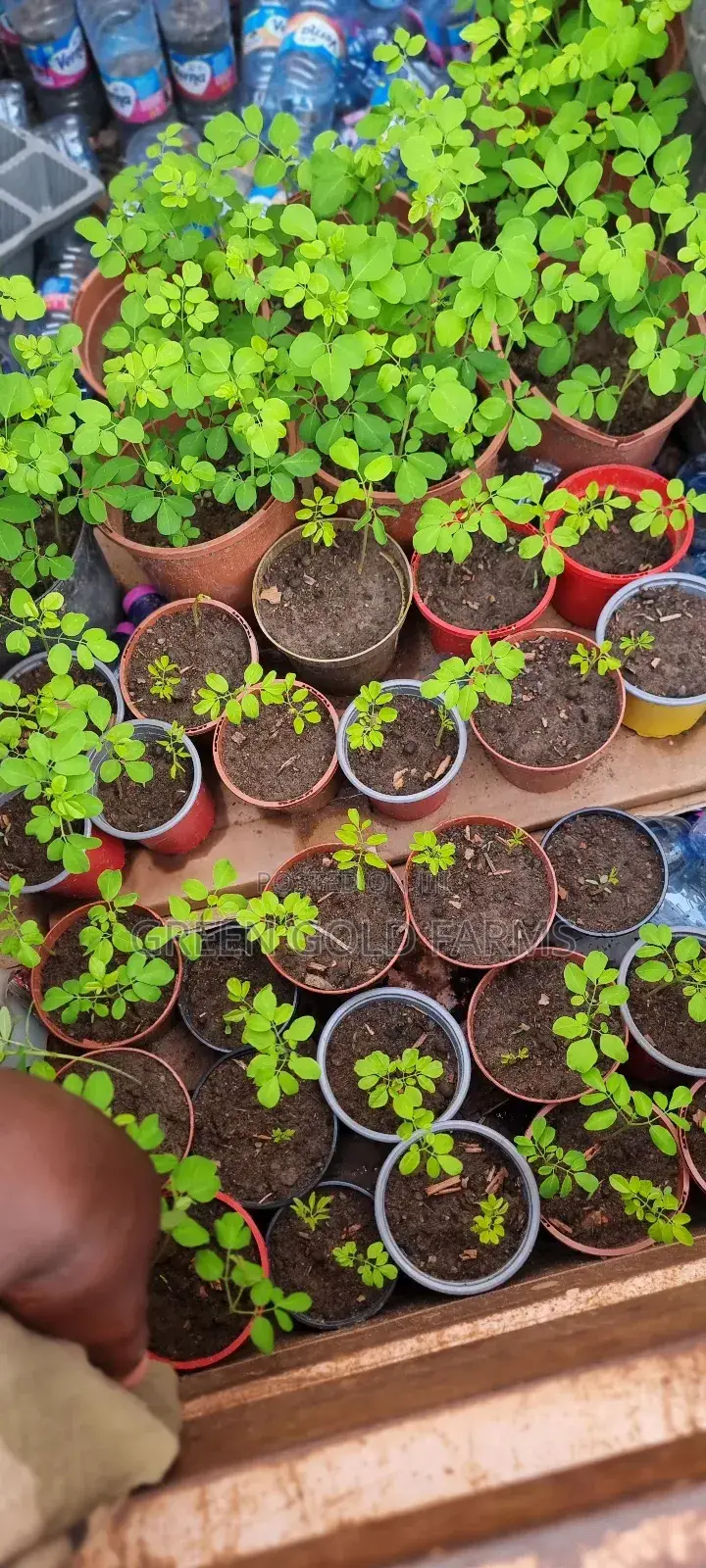 Moringa Seedlings
