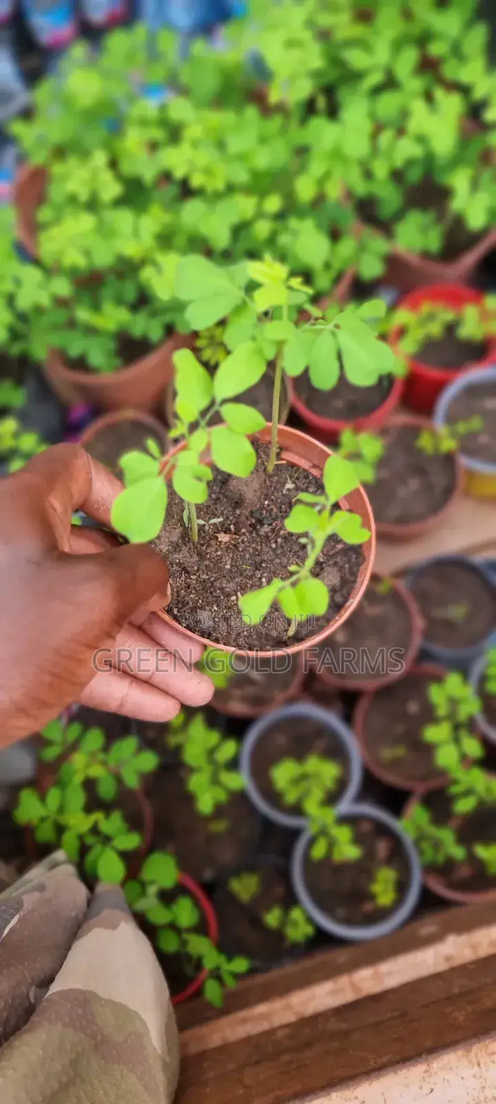 Moringa Seedlings