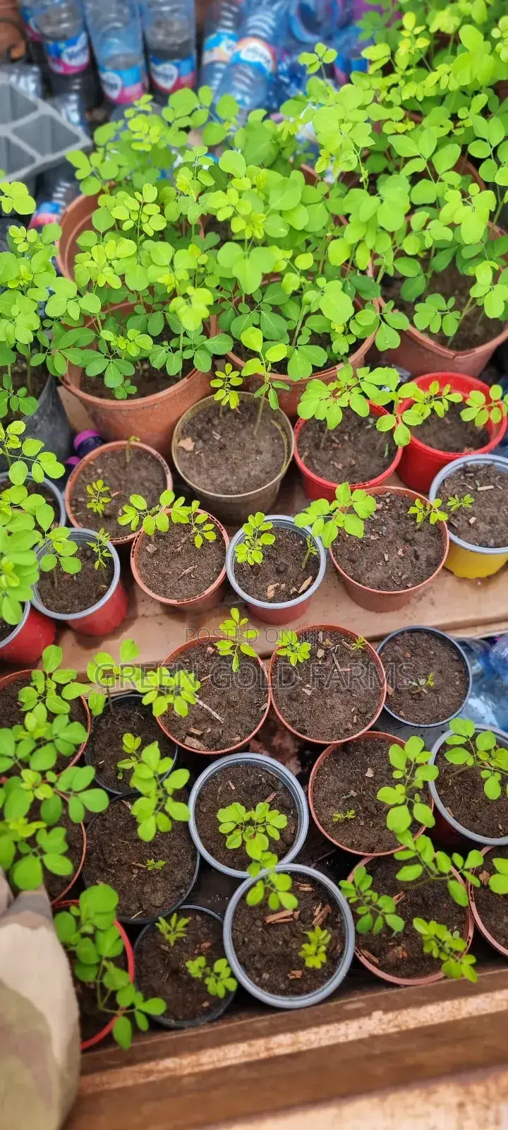 Moringa Seedlings