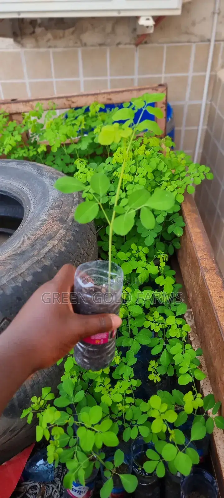 Moringa Seedlings
