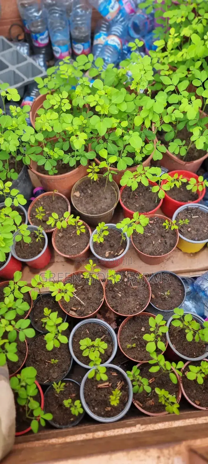 Moringa Seedlings