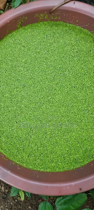 Duckweed for Sale(Reduce Your Feed Cost by 50%