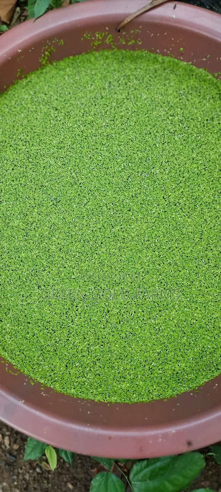 Duckweed for Sale(Reduce Your Feed Cost by 50%