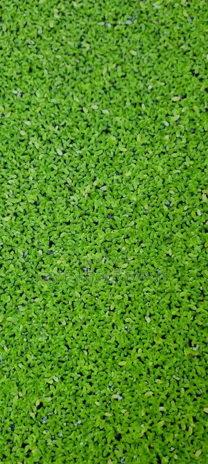 Duckweed for Sale(Reduce Your Feed Cost by 50%