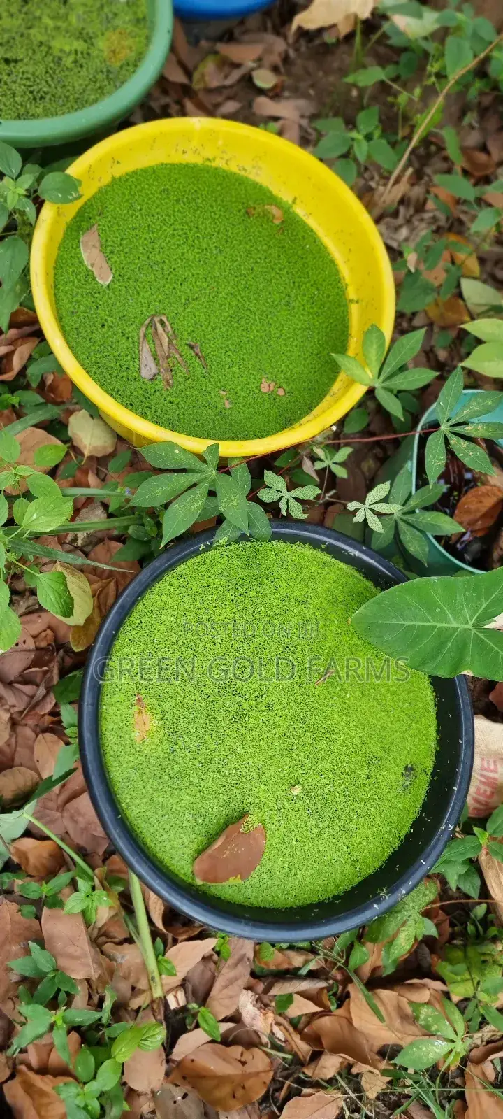Duckweed for Sale(Reduce Your Feed Cost by 50%