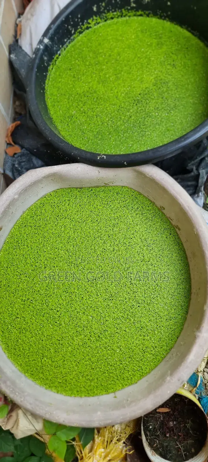 Duckweed for Sale(Reduce Your Feed Cost by 50%