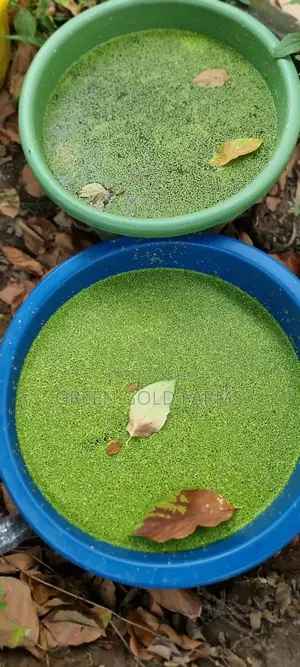 Duckweed for Sale(Reduce Your Feed Cost by 50%
