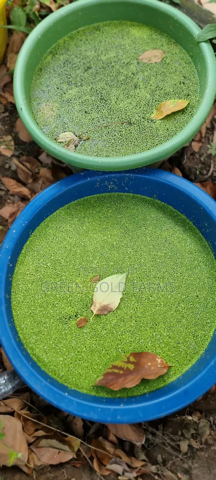 Duckweed for Sale(Reduce Your Feed Cost by 50%