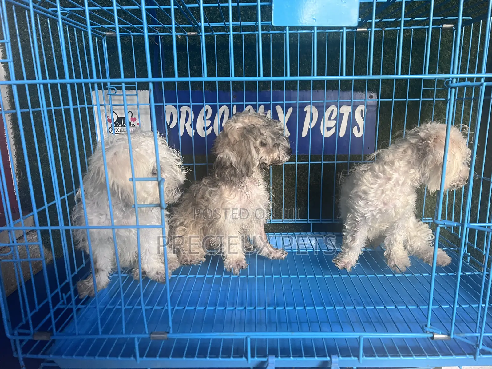 1-3 months Male Mixed Breed Maltipoo