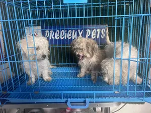 1-3 months Male Mixed Breed Maltipoo