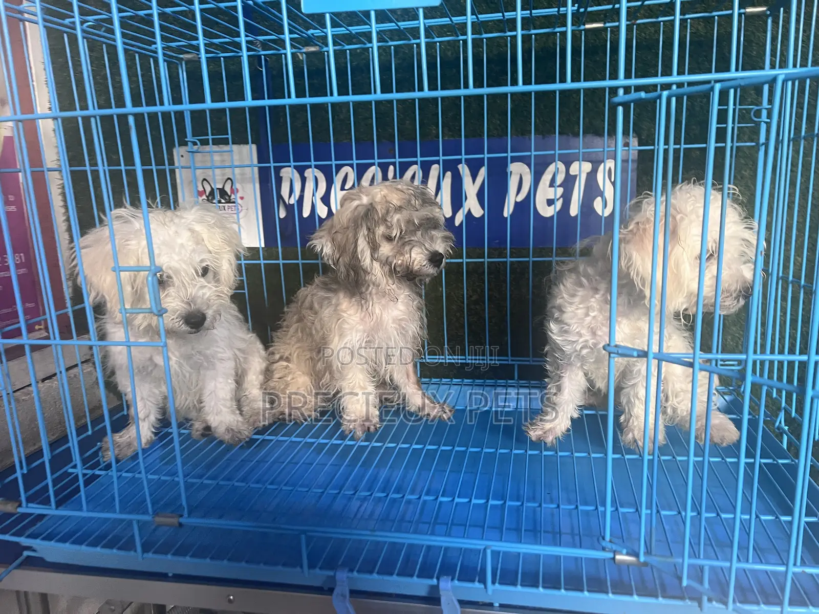 1-3 months Male Mixed Breed Maltipoo
