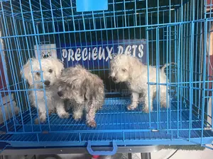 1-3 months Male Mixed Breed Maltipoo