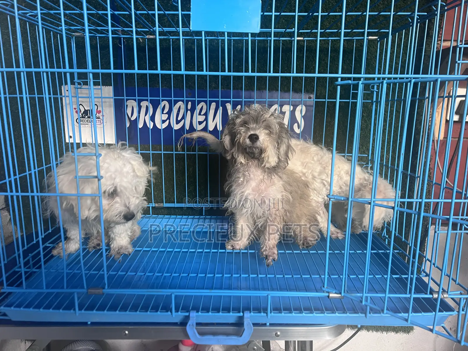 1-3 months Male Mixed Breed Maltipoo
