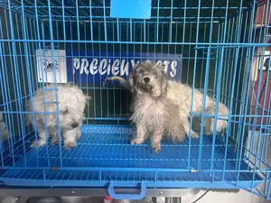 1-3 months Male Mixed Breed Maltipoo