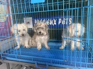 1-3 months Male Mixed Breed Maltipoo