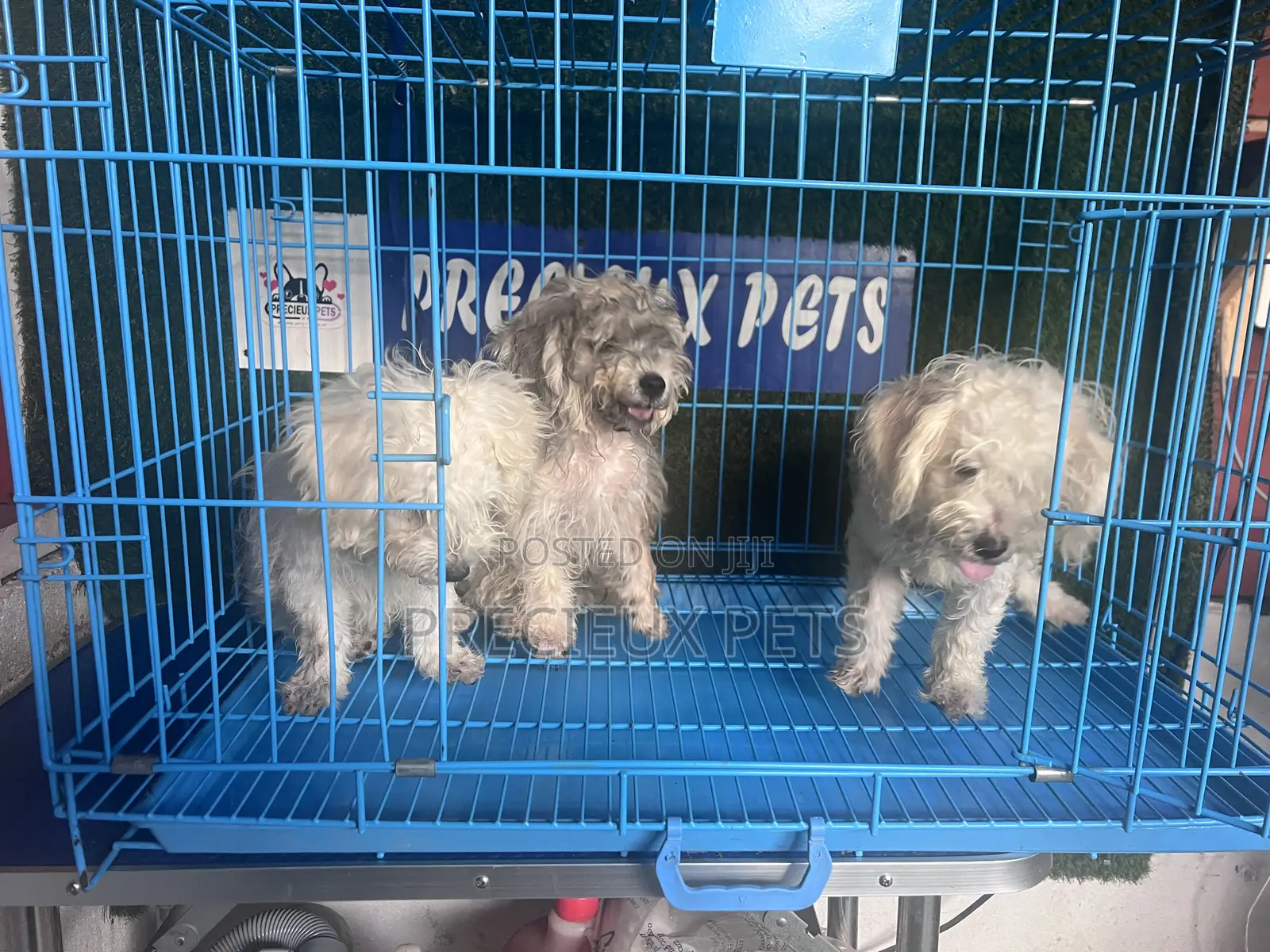 1-3 months Male Mixed Breed Maltipoo