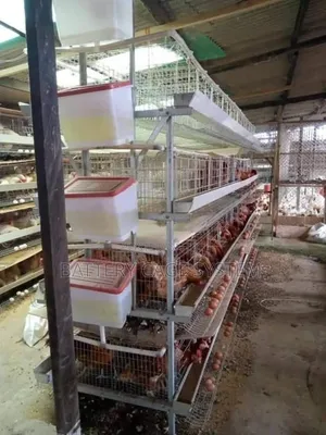 Chicken Cage