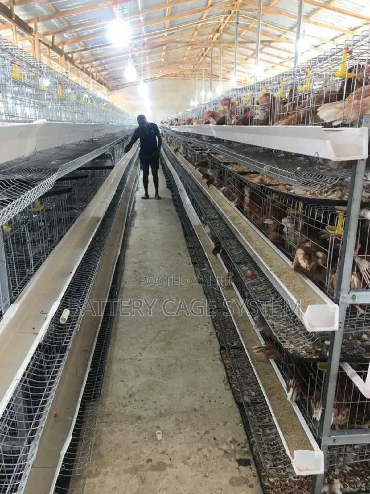 Chicken Cage