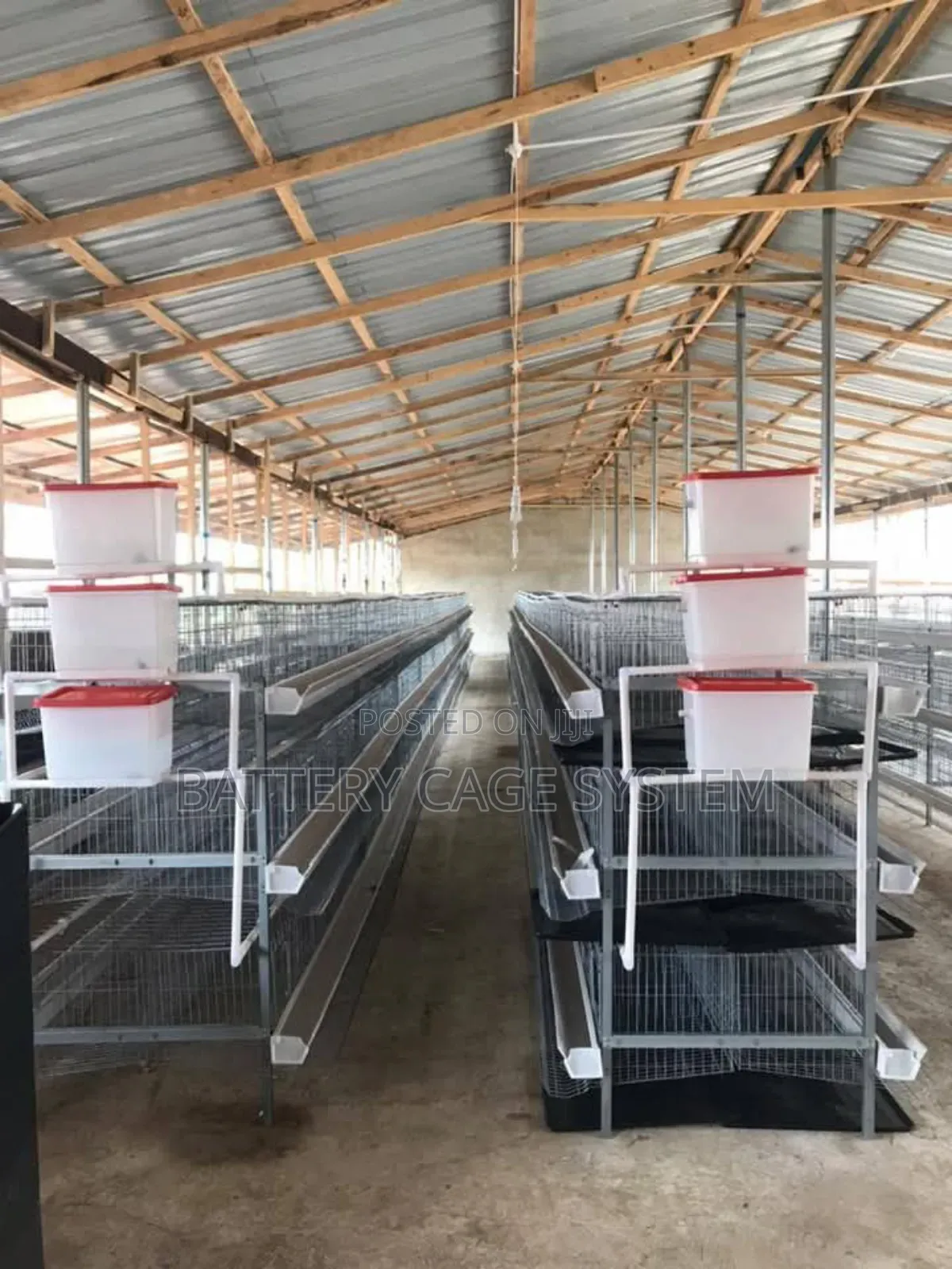 Chicken Cage
