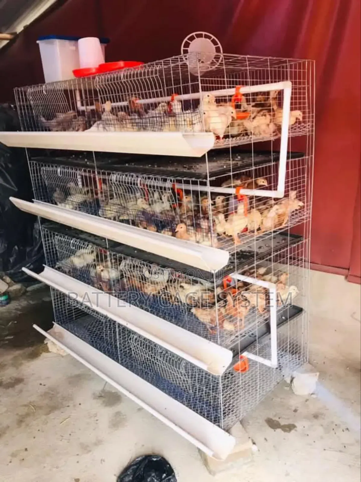 Day Old Chicken Cage