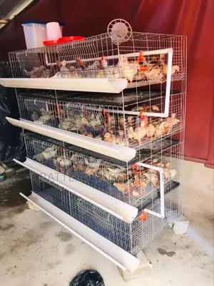Day Old Chicken Cage
