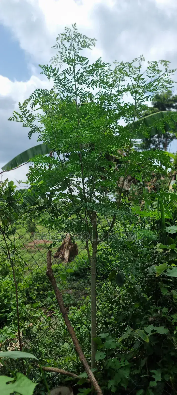 Moringa Seedlings
