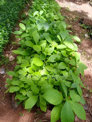 Teak, Mahogany, Acacia, Cashew, Shea, Kapok, Baobab