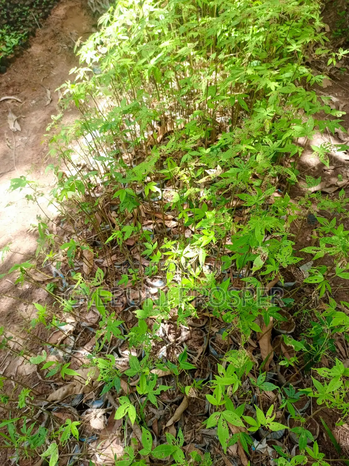 Teak, Mahogany, Acacia, Cashew, Shea, Kapok, Baobab