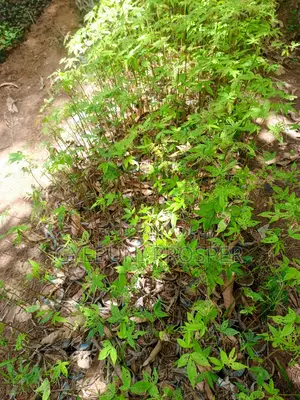 Teak, Mahogany, Acacia, Cashew, Shea, Kapok, Baobab