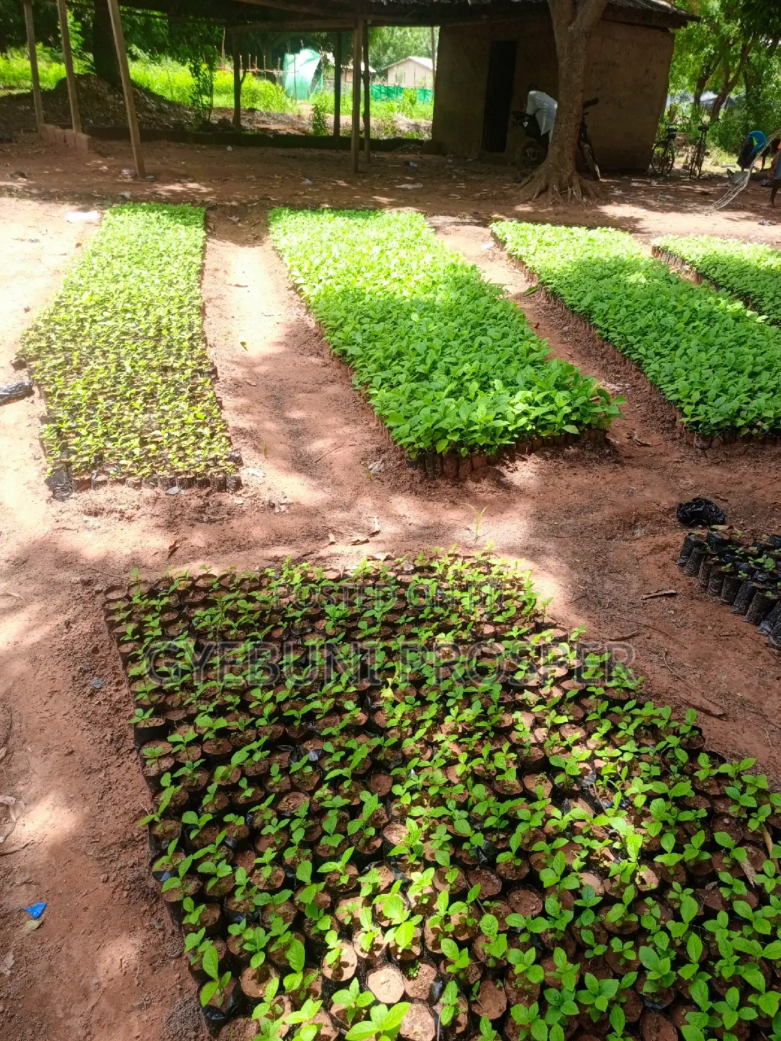 Teak, Mahogany, Acacia, Cashew, Shea, Kapok, Baobab