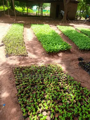 Teak, Mahogany, Acacia, Cashew, Shea, Kapok, Baobab