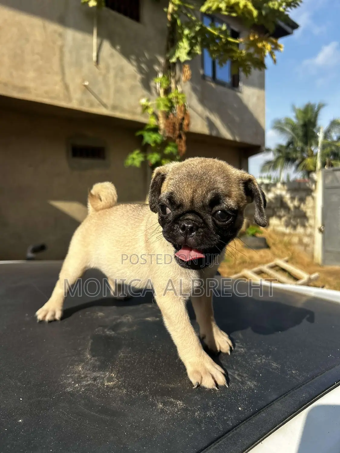1-3 months Female Purebred Pug