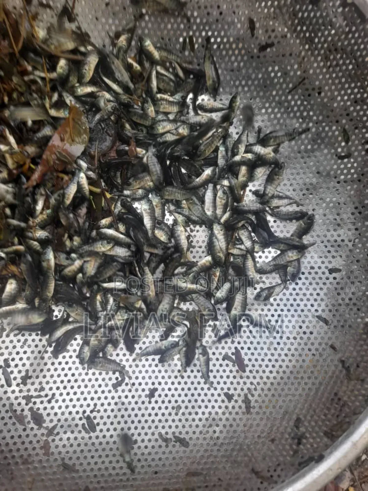 Tilapia Fish/ Catfish Fingerings And Juvinels