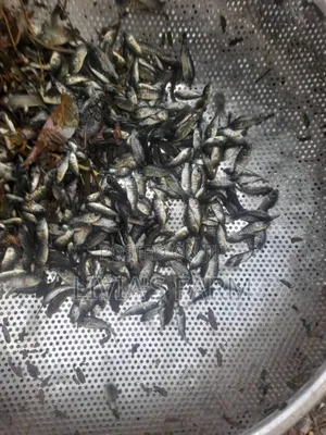 Tilapia Fish/ Catfish Fingerings And Juvinels