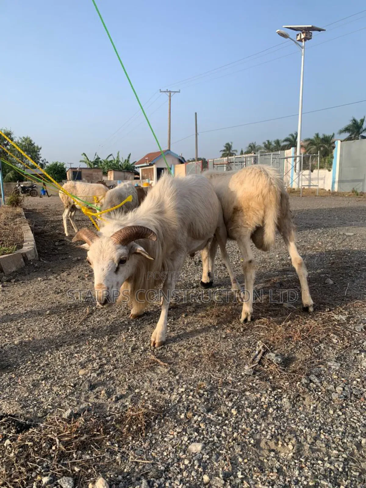 Sheeps for Sale.