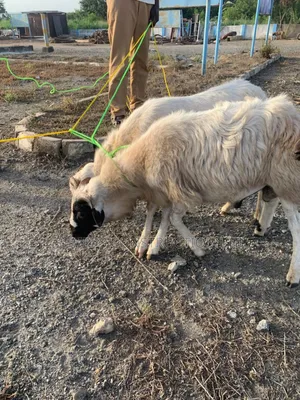 Sheeps for Sale.