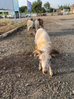Sheeps for Sale.