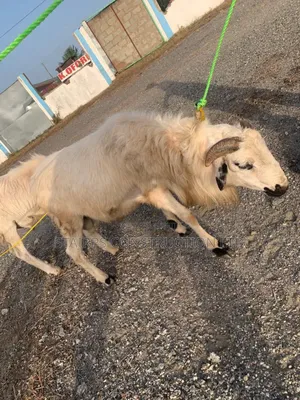Sheeps for Sale.