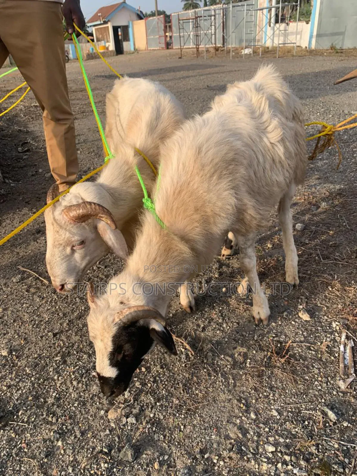 Sheeps for Sale.